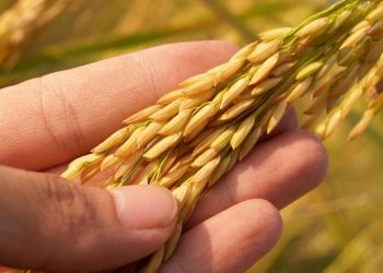 La nutrición balanceada alimenta a los cultivos y también al ambiente