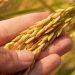 La nutrición balanceada alimenta a los cultivos y también al ambiente