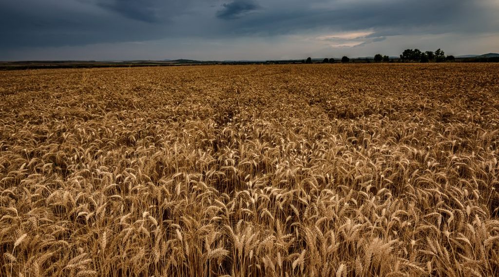 Campaña fina: Cada vez más productores protegen sus cultivos