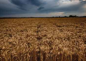 Campaña fina: Cada vez más productores protegen sus cultivos