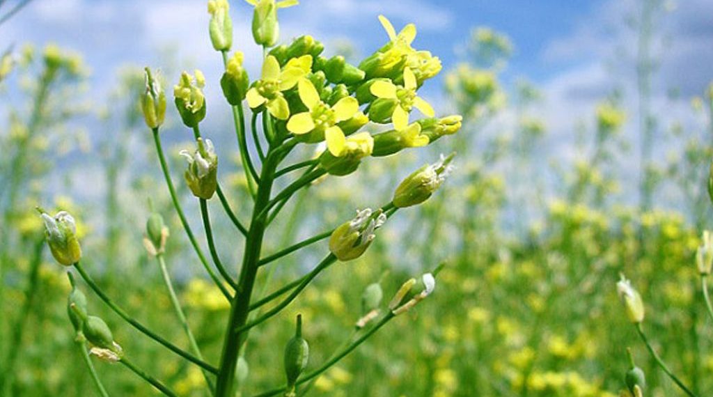 Louis Dreyfus Company y Global Clean Energy Holdings firman acuerdo para promover el cultivo de camelina en Sudamérica