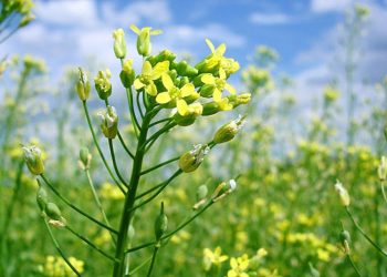 Louis Dreyfus Company y Global Clean Energy Holdings firman acuerdo para promover el cultivo de camelina en Sudamérica