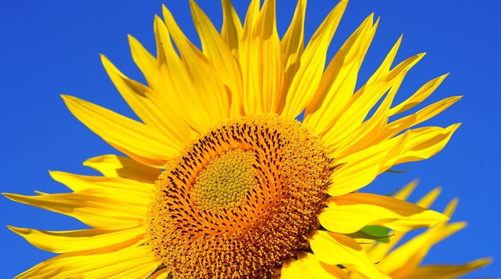 Presentaron nuevos híbridos de girasol para potenciar la producción y el rendimiento