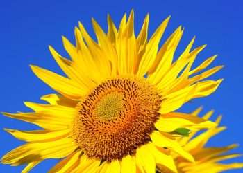 Presentaron nuevos híbridos de girasol para potenciar la producción y el rendimiento