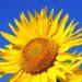 Presentaron nuevos híbridos de girasol para potenciar la producción y el rendimiento