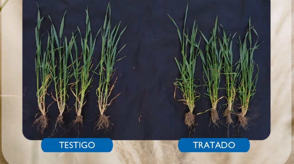Comienza la siembra de trigo: A la hora del nitrógeno, la eficiencia es lo que importa