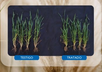 Comienza la siembra de trigo: A la hora del nitrógeno, la eficiencia es lo que importa