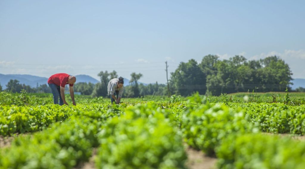 Argentina: líder en agricultura orgánica
