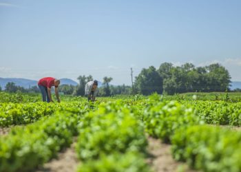Argentina: líder en agricultura orgánica