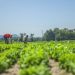 Argentina: líder en agricultura orgánica