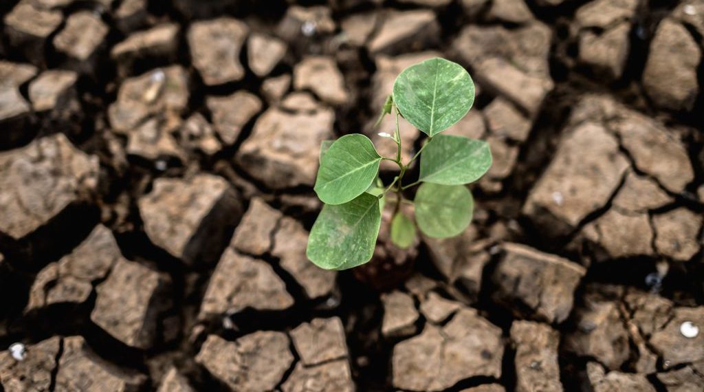 Declaran la Emergencia Agropecuaria en Catamarca