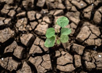 Declaran la Emergencia Agropecuaria en Catamarca