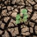 Declaran la Emergencia Agropecuaria en Catamarca