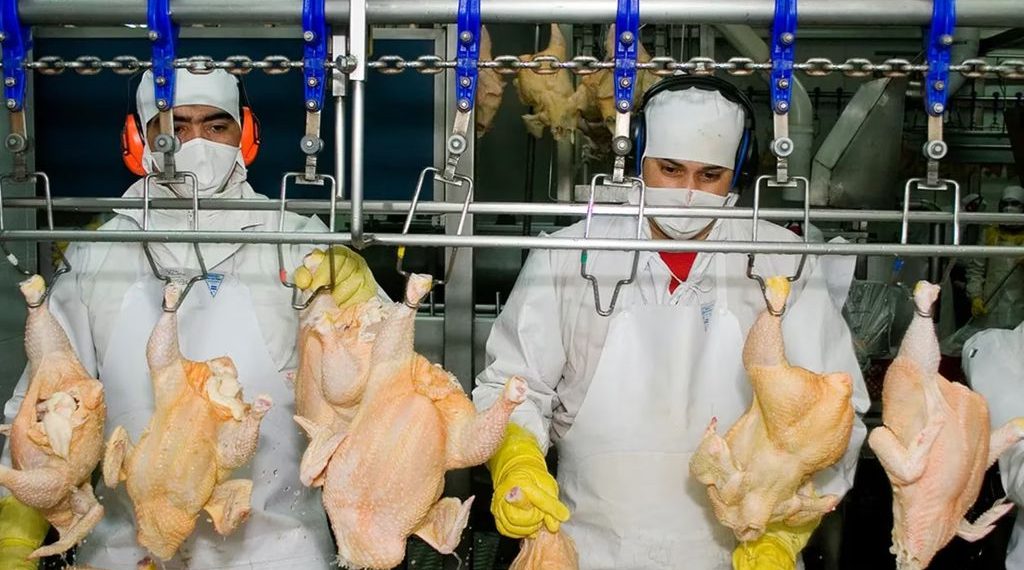 Las exportaciones avícolas vuelven a entrar a Vietnam tras el impacto de la gripe aviar