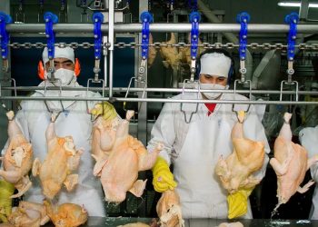Las exportaciones avícolas vuelven a entrar a Vietnam tras el impacto de la gripe aviar