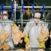 Las exportaciones avícolas vuelven a entrar a Vietnam tras el impacto de la gripe aviar