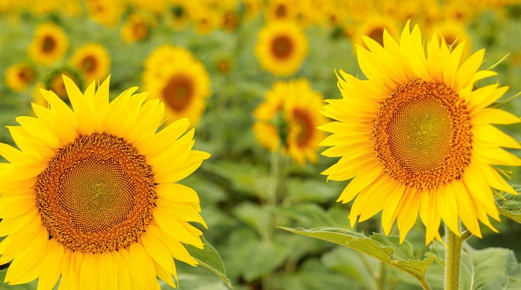 NK ofrece un Workshop de Girasol abierto