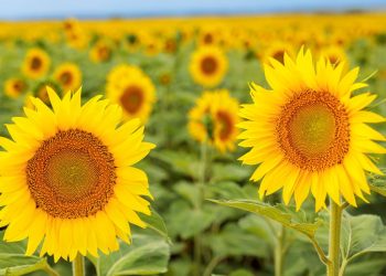 NK ofrece un Workshop de Girasol abierto