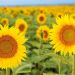 NK ofrece un Workshop de Girasol abierto
