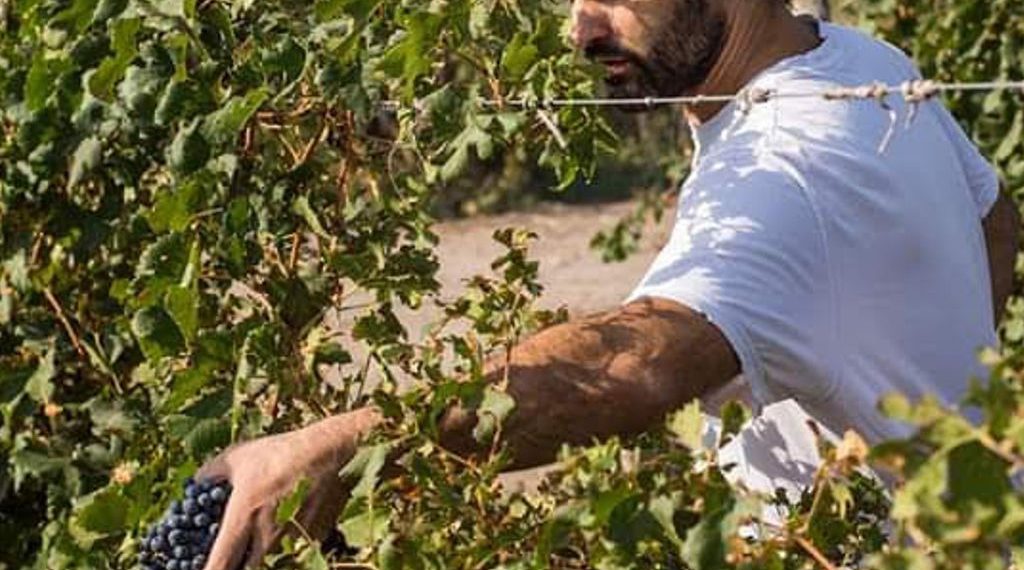 Vinos santafesinos: experiencias en primera persona
