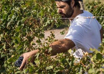Vinos santafesinos: experiencias en primera persona
