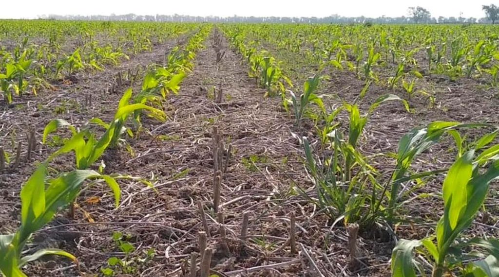 La escasez de lluvias pone en peligro la siembra temprana de maíz