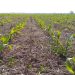 La escasez de lluvias pone en peligro la siembra temprana de maíz