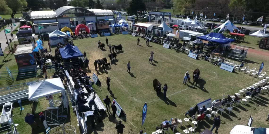 Olavarría se prepara para recibir la 44° Exposición Nacional Angus de primavera