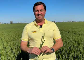 Estado del cultivo de trigo en Armstrong (Santa Fe)