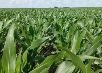 Fierce RM, el herbicida más equilibrado del mercado para ser utilizado en las rotaciones cualquiera sea la secuencia de los cultivos, que controla gramíneas y malezas de hoja ancha con dos principios activos
