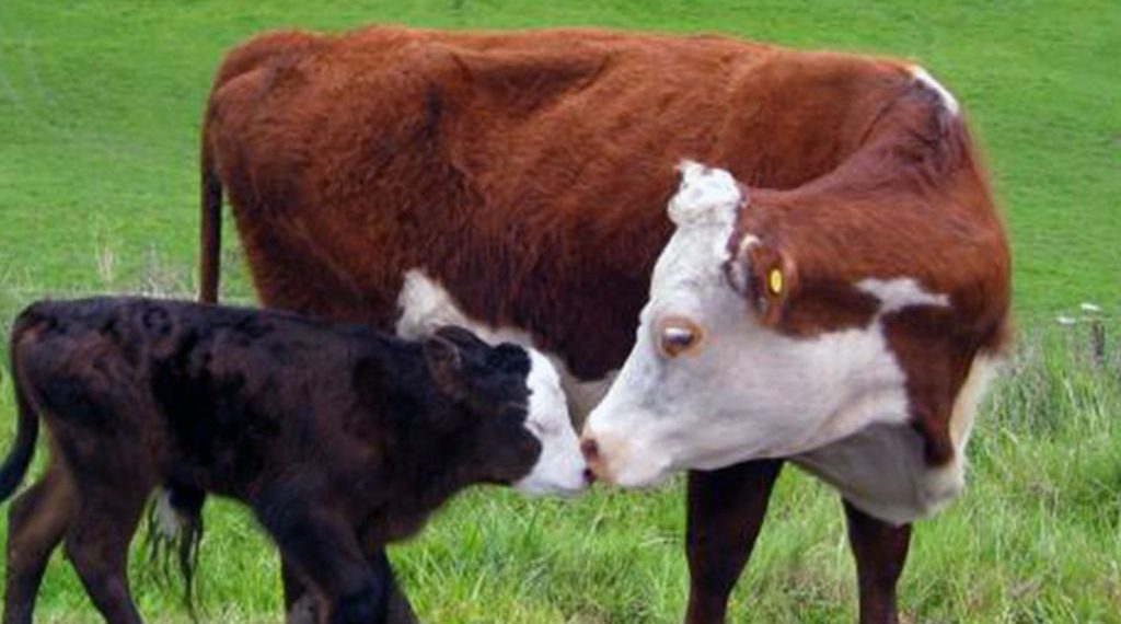 Faltan terneros, crece la faena de hembras y alertan por el impacto en los precios