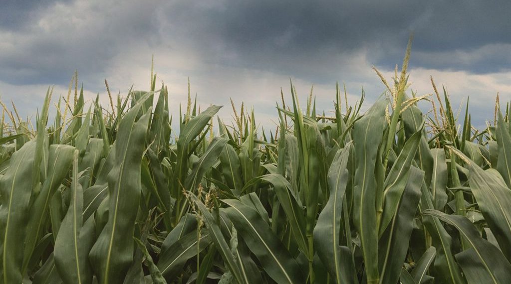 Arranca la campaña gruesa con mejores expectativas climáticas