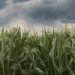Arranca la campaña gruesa con mejores expectativas climáticas