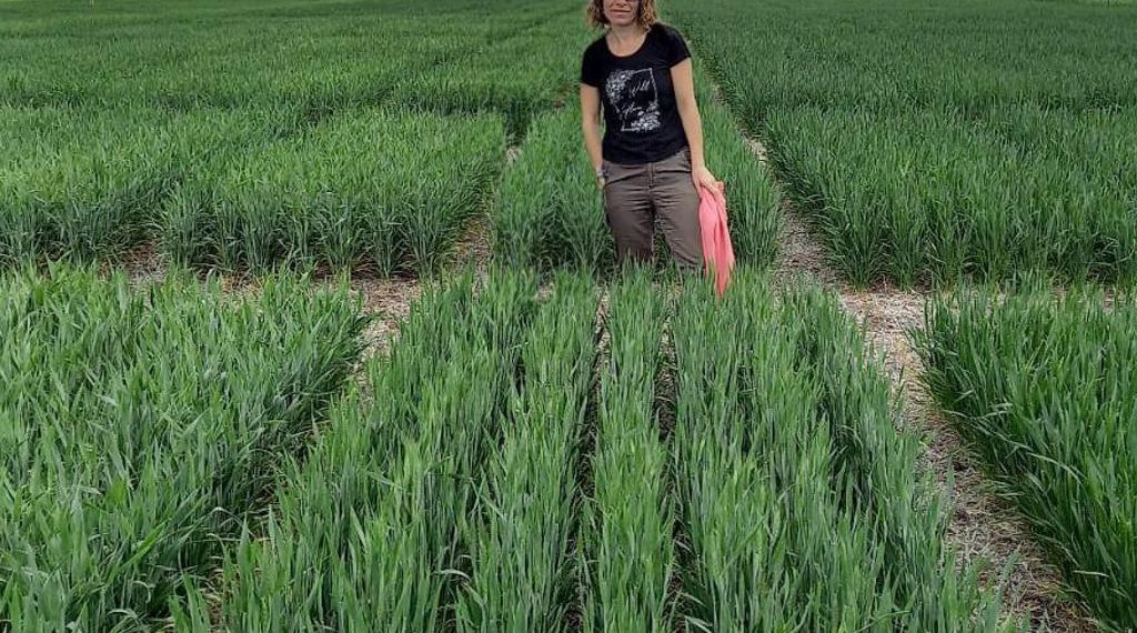 Biológicos: Ingeniería en Fertilizantes (IF) propone combinar estrategias