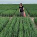 Biológicos: Ingeniería en Fertilizantes (IF) propone combinar estrategias