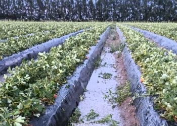 Desastre productivo: el granizo destruyó 1,4 millones de kilos de frutillas en Santa Fe