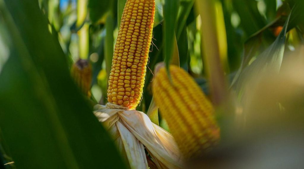 Un equipo tardío, con una agronomía a tiempo