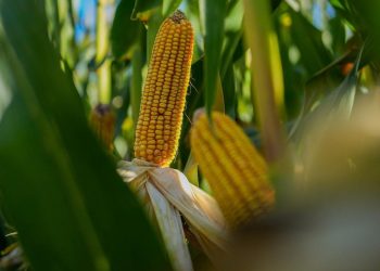 Un equipo tardío, con una agronomía a tiempo