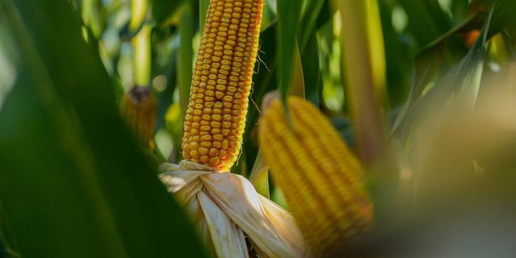Un equipo tardío, con una agronomía a tiempo