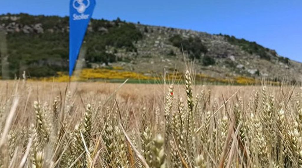 A no relajarse con El Niño: un regulador para evitar el estrés y no perder potencial de rendimiento