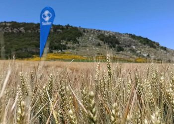 A no relajarse con El Niño: un regulador para evitar el estrés y no perder potencial de rendimiento