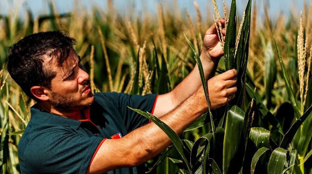 Híbridos sileros con mayor digestibilidad, clave en planteos ganaderos de punta