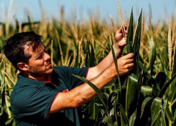 Híbridos sileros con mayor digestibilidad, clave en planteos ganaderos de punta