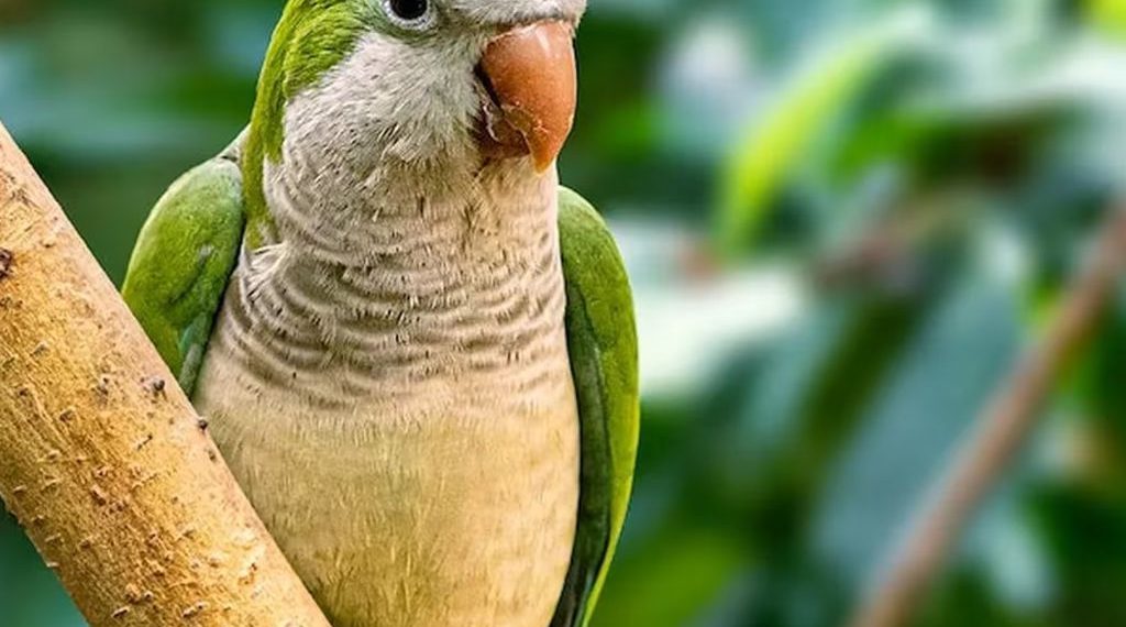 Alerta en el campo: el “demonio verde” afecta la cosecha de duraznos