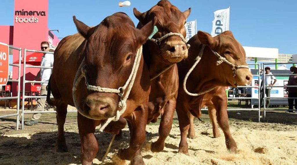 Gran presencia de la Carne Argentina en Expoagro 2024