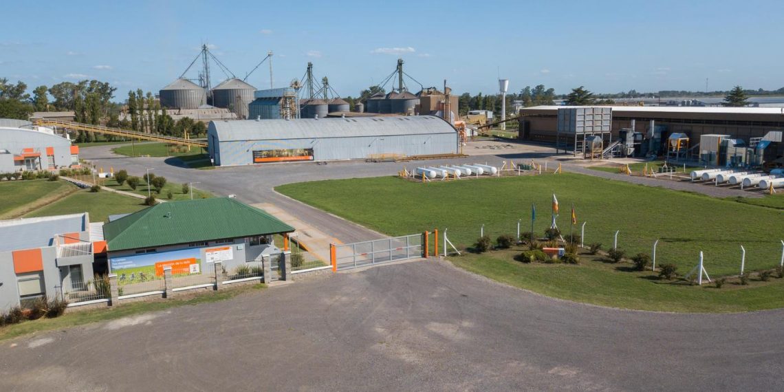 KWS vende su negocio de maíz en Sudamérica a GDM