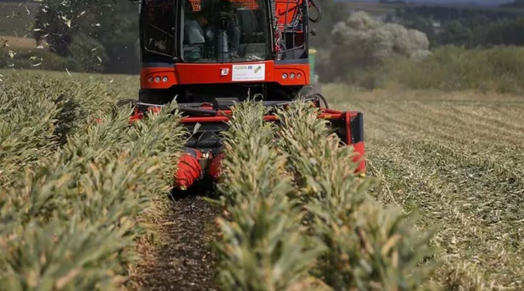 Lejos de la “súper cosecha”: recortan la estimación de producción de maíz en 2,5 millones de toneladas