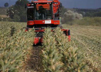 Lejos de la “súper cosecha”: recortan la estimación de producción de maíz en 2,5 millones de toneladas