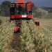 Lejos de la “súper cosecha”: recortan la estimación de producción de maíz en 2,5 millones de toneladas