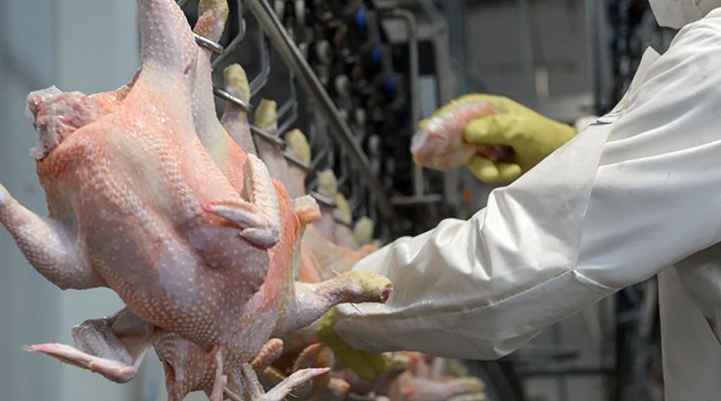Tras la gripe aviar, se reanudan las exportaciones de pollos a Gran Bretaña